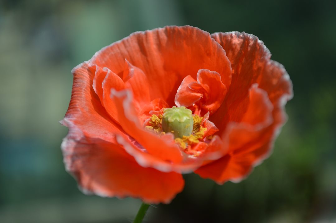 Nikon 2015-02-17 12-27-37