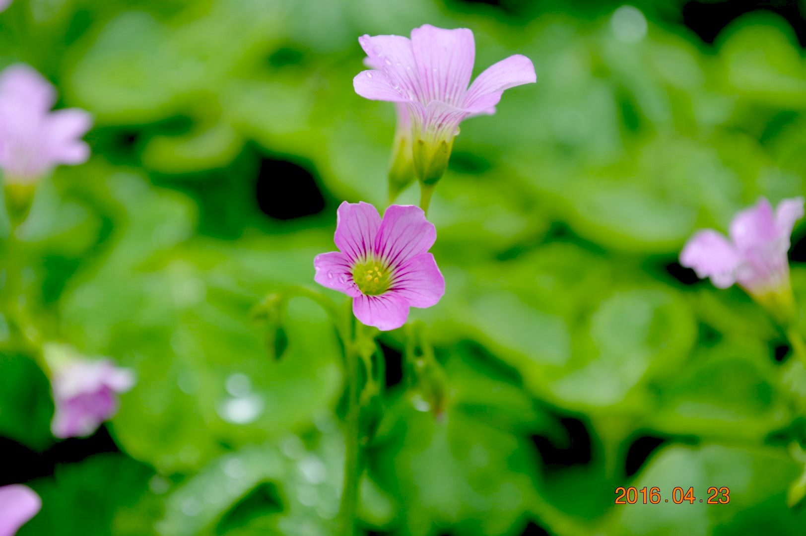 DSC_0589